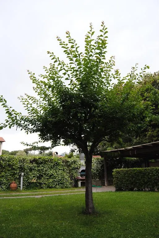 Il Susino Apartment Tirrenia